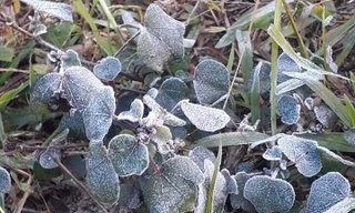 Sương muối đọng li ti trắng trên cây cối nom rất nên thơ .Ảnh: Duy Chiến