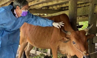 Cơ quan chức năng tỉnh Lạng Sơn kiểm tra, lấy mẫu xét nghiệm bệnh lạ trên bò ở huyện Hữu Lũng .Ảnh: TL