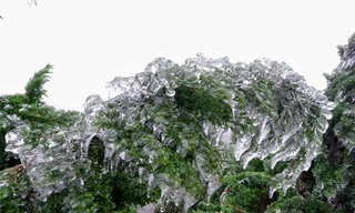 Cây cỏ khoác trên mình màu trắng tinh khôi *ảnh: Lăng Huy