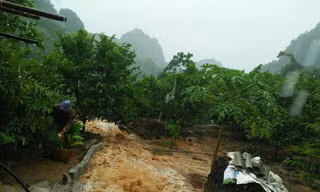 Người nông dân Chi Lăng (bìa trái) vẫn cặm cụi hái na trên núi - Ảnh: Thanh Bình 