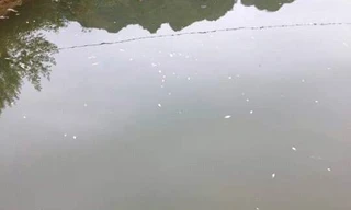 Lạng Sơn: Bắt quả tang 3 công nhân thả hóa chất độc xuống suối 