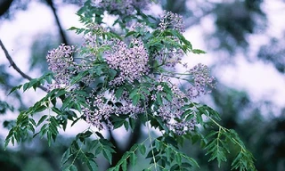 Thuốc hay từ cây xoan, cây tre