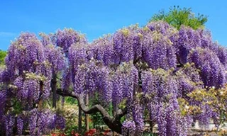 Thăm hoa viên tuyệt đẹp ở Nhật Bản