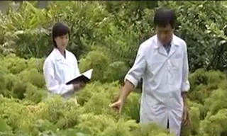 Bất cập trong khai thác nguồn dược liệu