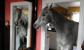 Chú ngựa thích soi gương, chơi piano