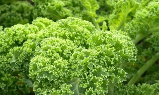 Ăn để giảm nhức mỏi mắt trong ngày hè