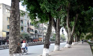 Người Hà Nội tiếc nuối hàng cổ thụ ven hồ Thủ Lệ