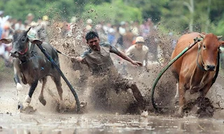 Lễ hội Đua bò Bảy Núi vô cùng náo nhiệt và hấp dẫn ở An Giang (Ảnh: An ninh thủ đô)