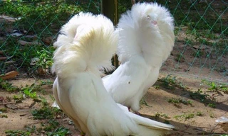 Loài chim có bộ lông như sư tử