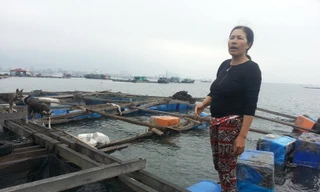 Chị Ngô Thị Hằng bên những bè nuôi cá bán dịp Tết giờ chống trơn.