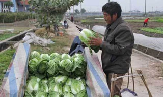 Rau củ được mùa, giá xuống dưới 1.000 đồng