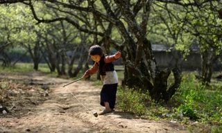 Dự thi ảnh: Mùa hoa mận