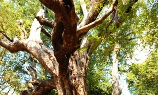 Cây cổ thụ 600 tuổi, cưa nào động vào cũng hỏng