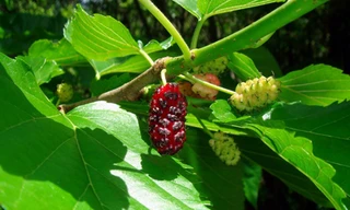 Lá dâu là vị thuốc trị nhiều bệnh.