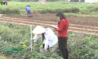 Tiềm năng nguồn dược liệu của Việt Nam