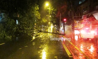 Hà Nội mưa lớn, hàng loạt cây đổ trong đêm