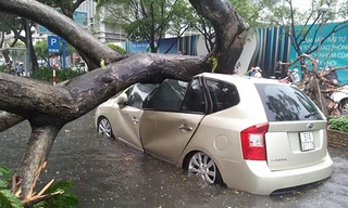 Cây cổ thụ đổ đè bẹp liên tiếp 4 ôtô