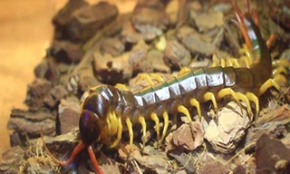 Những con rết "khổng lồ" này đang được một số người săn làm thú cưng.