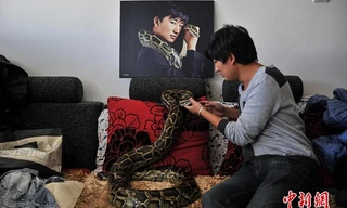 Bạch Thác sống chung nhà với trăn, rắn.