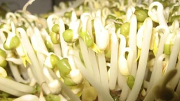 Cách phân biệt giá đỗ dùng chất kích thích