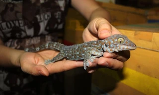 Lãi hàng trăm triệu đồng mỗi tháng nhờ nuôi côn trùng