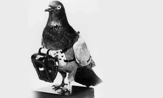 Chim bồ câu tình báo được gắn máy ảnh trong thời kỳ chiến tranh thế giới II. Ảnh: Wired.com