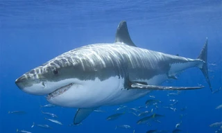 Phao cứu hộ thông minh cảnh báo cá mập tấn công