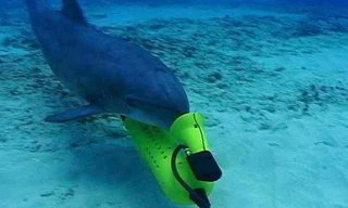 Cá heo chiến đấu của Mỹ. (Nguồn: extremetech.com)