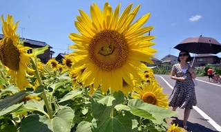 Hoa hướng dương hình mặt cười ở Nhật Bản