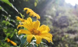 Chẳng phải đi xa để ngắm hoa dã quỳ