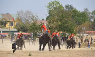 Voi chạy tốc độ.