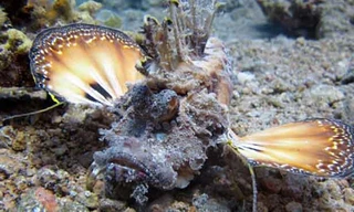 Cá mặt quỷ. Ảnh: Shutterstock