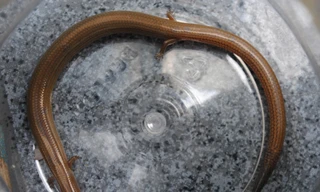 Bắt được rắn... 4 chân ở An Giang