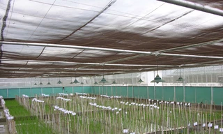 Gạo vàng giúp tránh bệnh mù lòa