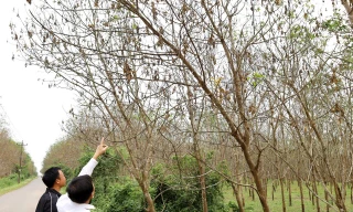 Hàng nghìn hecta cao su ở Quảng Bình đang vào vụ thu hoạch bỗng xuất hiện bệnh ‘lạ’ 