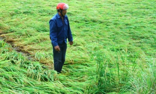 Những trận ‘mưa vàng’ phá nát hơn 2.000 ha lúa của Quảng Bình 