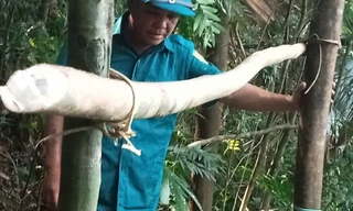 Ngủ qua đêm trong rừng, người đàn ông tử vong trên võng