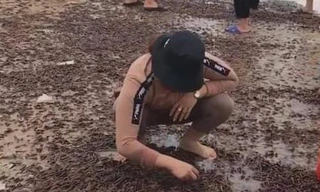 Ốc 'lạ' dạt kín đặc bờ biển Quảng Bình