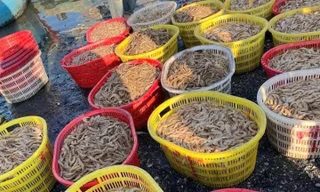 Ngư dân Quảng Bình trúng đậm tôm biển những ngày cuối năm