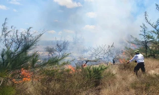 Cháy rừng phi lao