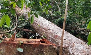 Vào nơi 'lâm tặc' lộng hành như rừng vô chủ