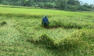 Người dân ra đồng buộc lúa đổ rạp sau đợt mưa dông sáng nay (29/4) tại Quảng Bình