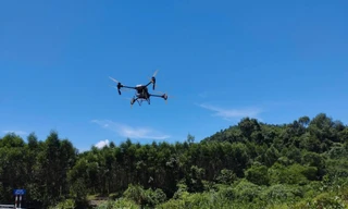 Quảng Bình dùng máy bay không người lái đối phó với nạn châu chấu hoành hành 