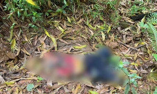 Một người đang chấp hành án tử vong chưa rõ nguyên nhân trong rừng keo 