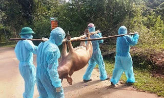 Quảng Bình: Dịch tả lợn châu Phi nguy cơ lây lan trên diện rộng 