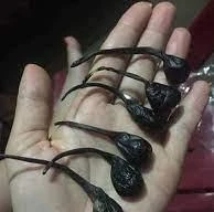 Mật khỉ - một trong những thứ trẻ sơ sinh thường được sản phụ cho uống nhằm phòng ngừa một số bệnh theo dân gian truyền miệng (Ảnh minh họa).