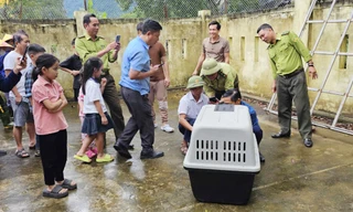 Bắt cá thể voọc quý hiếm sau nhiều ngày 'đại náo' khu vực Phong Nha 