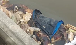  Sẽ xử lý hình sự với hành vi vứt lợn chết do bị bệnh ra môi trường 