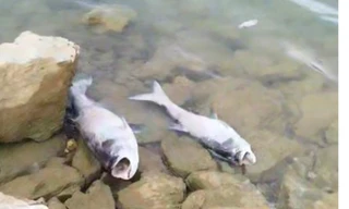 Kết quả xét nghiệm nước vụ cá chết bất thường ở hồ thủy lợi lớn nhất Quảng Bình