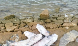 Cá chết bất thường tại hồ thuỷ lợi lớn nhất tỉnh Quảng Bình 